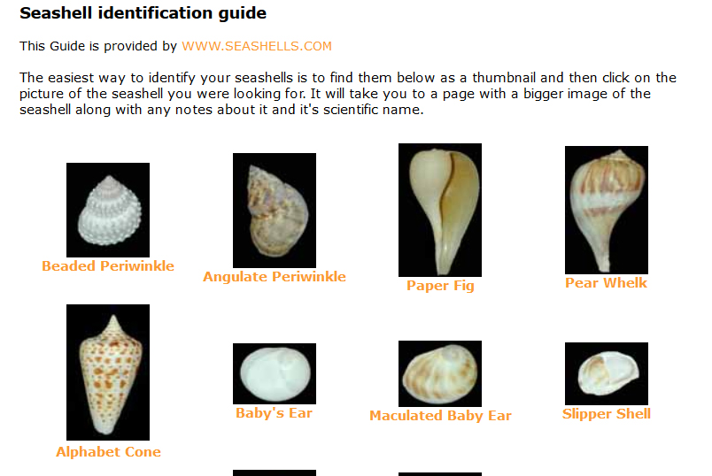 Seashells – Nature Collector's Garden and Nature's Swap Shop