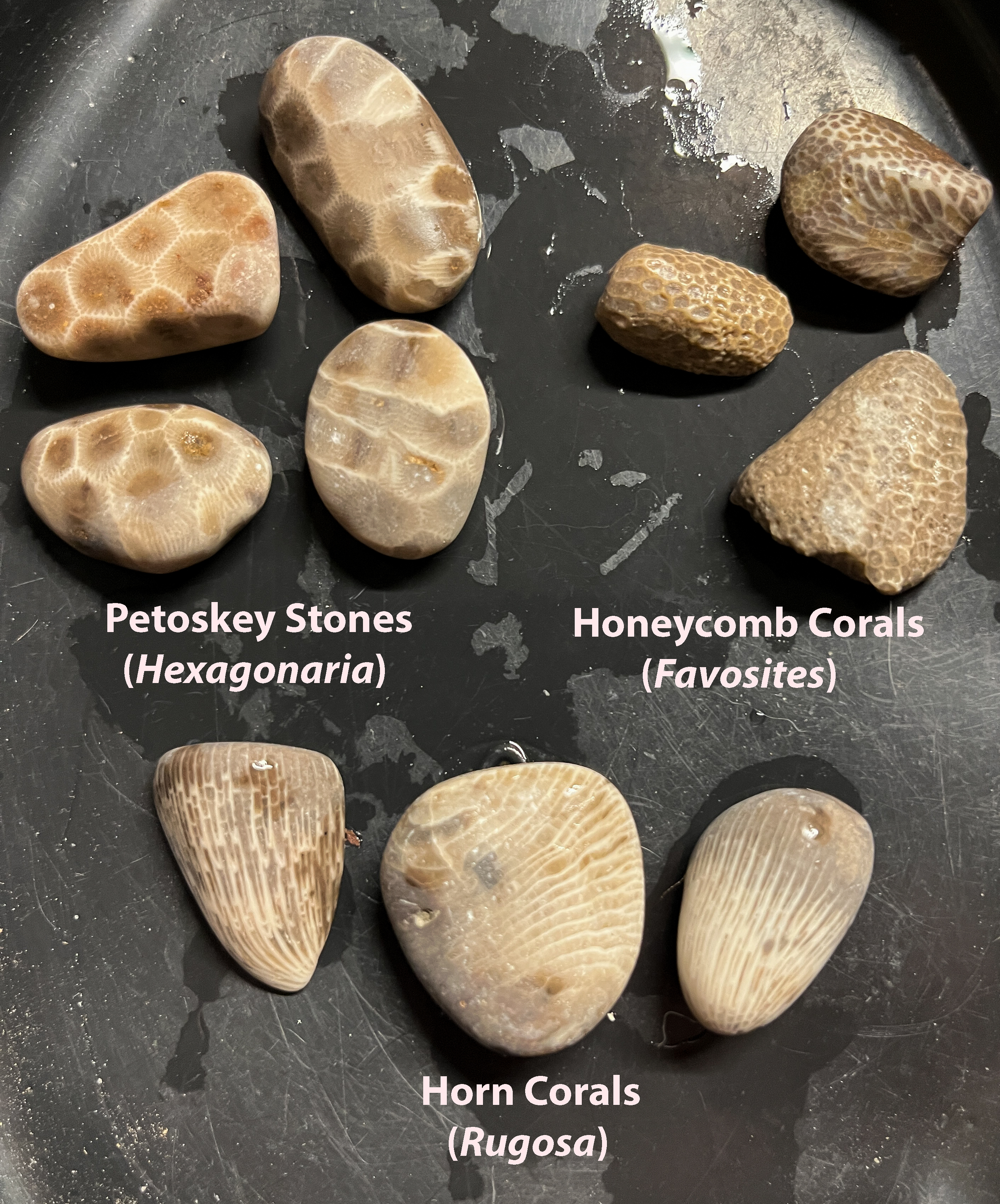 Michigan Rocks Fossils Shell Fish Beachcombing on the Great Lakes – Nature Collector's Garden and Nature ...